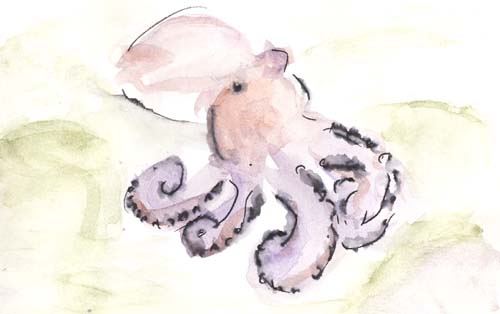octopodi